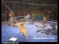 Lions fight back at the circus in Ukraine (lions mauling the entertainer)