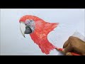 Scarlet Macaw Drawing in Color Pencils | Macaw Drawing | Bird Drawing