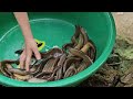 How to block water flow and use bamboo baskets to trap fish during flood season | Tương Thị Mai