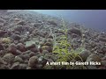 Diving Bali - The Harlequin Ghost Pipe Fish