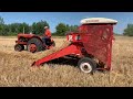 All Allis Chalmers wheat harvest, at the Orange Spectacular