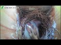 House Sparrow destroys bluebird eggs (GRAPHIC)