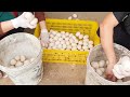 Raising Muscovy to Lay Eggs Effectively - Muscovy Ducks Farming