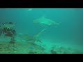 Bull shark dive in Mexico