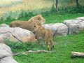 Lions Playing 4