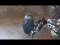 Kabootar Baaz Abdul Nisar 🐦🐦#yt😎#pigeon🍂#shorts🍂#video