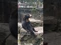 This zoo in China insists these bears are not humans in disguise