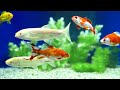 Underwater World 4K (ULTRA HD) - Discover the Beauty of Coral Reef Fish - Relaxing Sounds