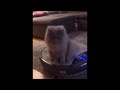 Cat Bouncing on Roomba - Unshorten Youtube