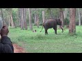 Kabini Safari - Elephant Attack. A Very Close Encounter With The Elephant.
