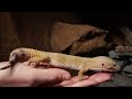 Leopard Gecko Scared Of You? | How To Approach & Handle Your Pet