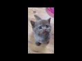 😂 Funniest Cats and Dogs Videos 😺🐶 || 🥰😹 Hilarious Animal Compilation №428