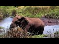Amazing Elephant Encounter: Navigating a Hippo Pool in Tanzania's Ngorongoro Crater