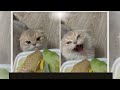50 Times Cats Did Such Hilarious And Weird Things - Funny cat