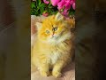 Dollface Persian kittens