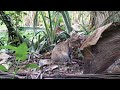 Cats prefer gardens to relax