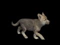 Wolf cub | ஓநாய் குட்டி