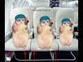 Cat plane trip!