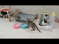 Funniest 2024😽Cats and 🥒 Cucumbers - Awesome Funny Pet Videos 😸🐶