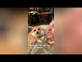 The Ultimate Funny and Cute Animal Video🤣 - Funny Dogs and Cats Compilation😇 #9