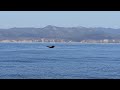 Humpbacks diving near Montana de Oro
