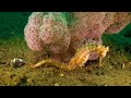 Aquarium 4K VIDEO ULTRA HD 🐠 Beautiful Relaxing Coral Reef Fish - Relaxing Sleep Meditation Music