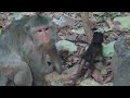 Monkey post update around  trust  an animals sharpness ,