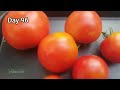 شاهد زراعة الطماطم من البذور من طماطمة من الثلاجة وحتى الحصاد ملف كامل Tomato cultivation