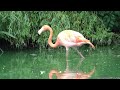 The Pink Flamingo Birds at  Whipsnade Zoo. London Zoo, England