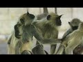 Langur monkeys grieve over fake monkey | Spy in the Wild - BBC