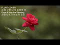 FLUTE 연주/저 장미꽃 위에 이슬(찬송가442장)/I come to the garden alone/찬양사역자 허성택 장로