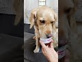 My dog's happy reaction when dad comes home 😊#goldenretriever #puppy#funny  #viral#cute