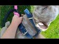 Weimaraner Chasing A House Martin