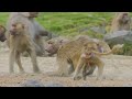 Baboons Survive Through Cooperation | Baboons: Rules of the Troop