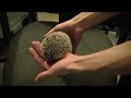 How to Handle & Tame a mean / aggressive / scared hedgehog