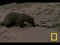 Cobra vs. Mongoose | National Geographic
