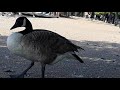 Road Ryder With Swans And Ducks At Hyde Park London