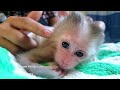 Healthy Baby Monkey!! Tiny Luca pulls the body up by his hands wants to show Mom he's so strong