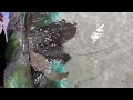 Stingray feeding at Blue Zoo, Spokane