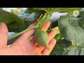 How to Grow Melon, Simple, Effective