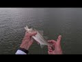 Lake Texoma Striper - Looking for the 