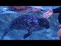 What's The Difference Between Seals And Sea Lions? | Animal Planet