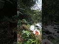 masih penasaran mancing ikan mahseer.di spot ini.jumat 5 jul