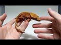 I Trained My Crested Gecko To Come When Called!