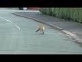 fox and cat playing together