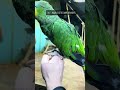 Elderly Parrot Transformation