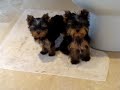 Yorkshire Terrier puppies Manyork Miranda and Manyork Minnehaha