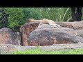 Kilimanjaro Safari - Disney's Animal Kingdom