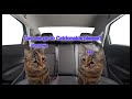 'Family Roadtrip' Cat memes Part 3