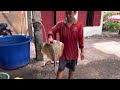 Ghe Lưới Bắt Được Cua Biển Khủng Gần 1kg | Chợ Tiệm Tôm, Cảng Cá Ba Tri Cũ & Mới